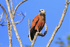 Black-collared Hawk